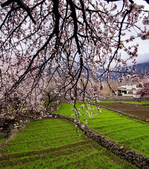 Cherry Blossom Tree in Early Spring – A beautiful tree in full bloom