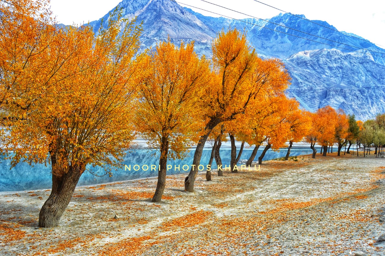 Autumn Tour Baltistan – Golden autumn trees lining a riverbank