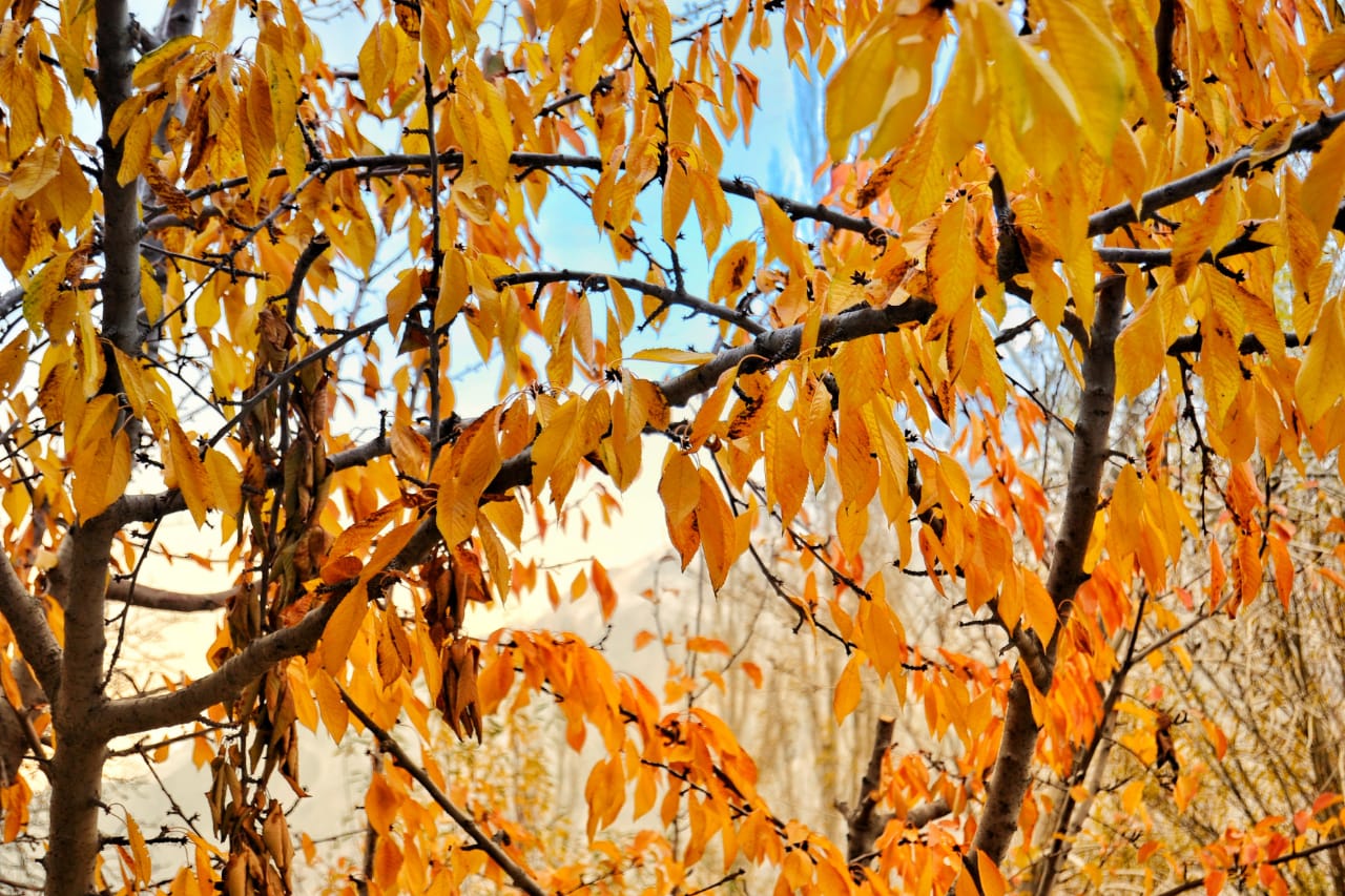 Close-up of Autumn Leaves – Bright yellow and orange leaves on a tree