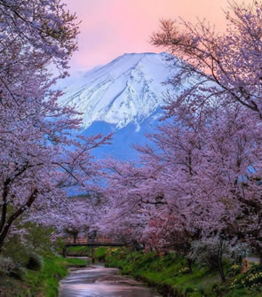 Hunza Cherry Blossom Tour – A breathtaking landscape of cherry blossoms in Hunza