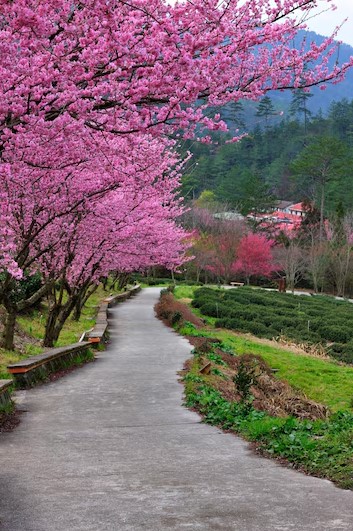 Astore Valley Cherry Blossom Tour – Pink cherry blossoms in Astore Valley