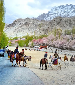 Tourists Enjoying Cherry Blossom Season – Group of people admiring cherry blossoms